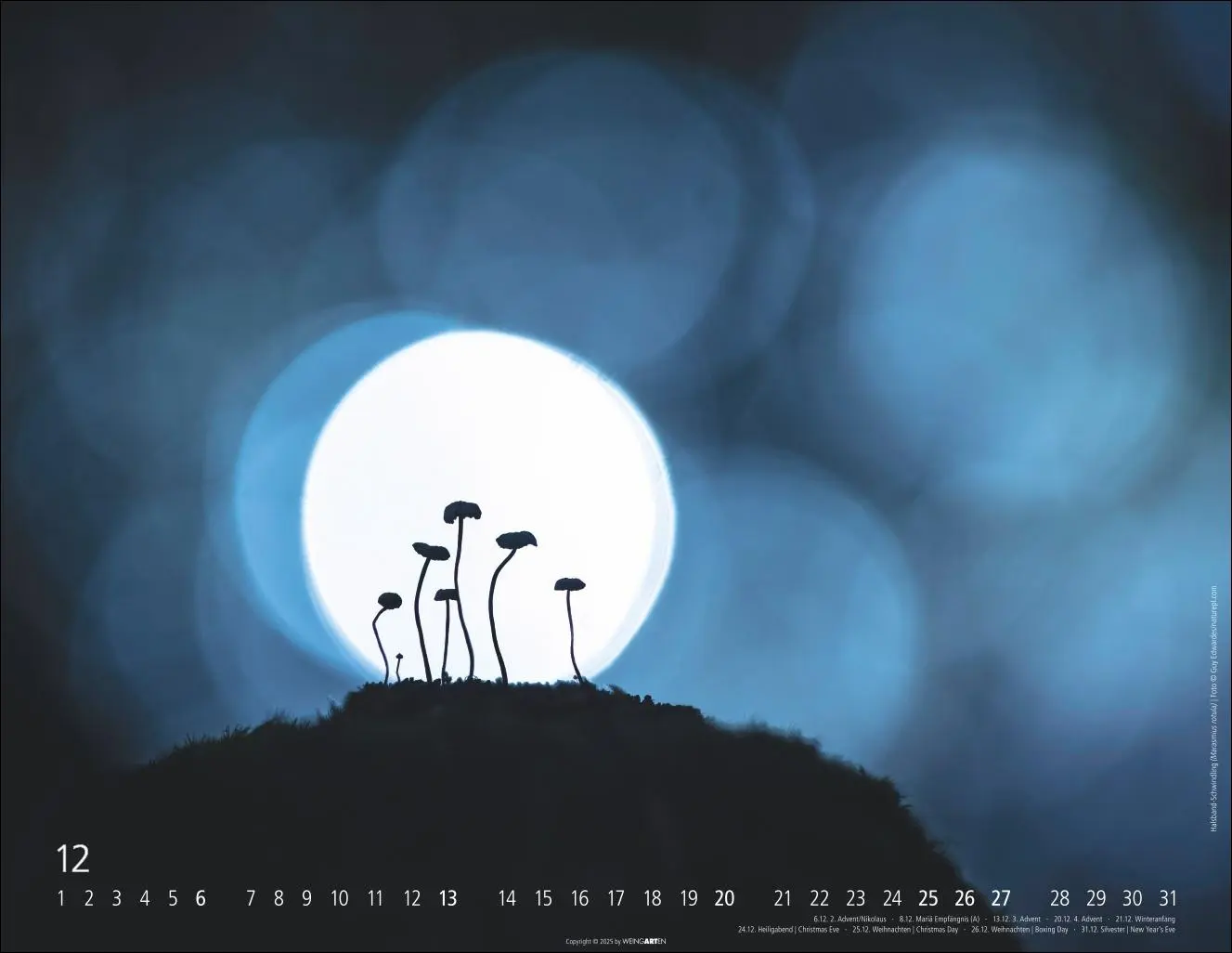 Bild: 9783839903100 | Wunderwelt der Pilze Kalender 2026 | Kalender | 14 S. | Deutsch | 2026