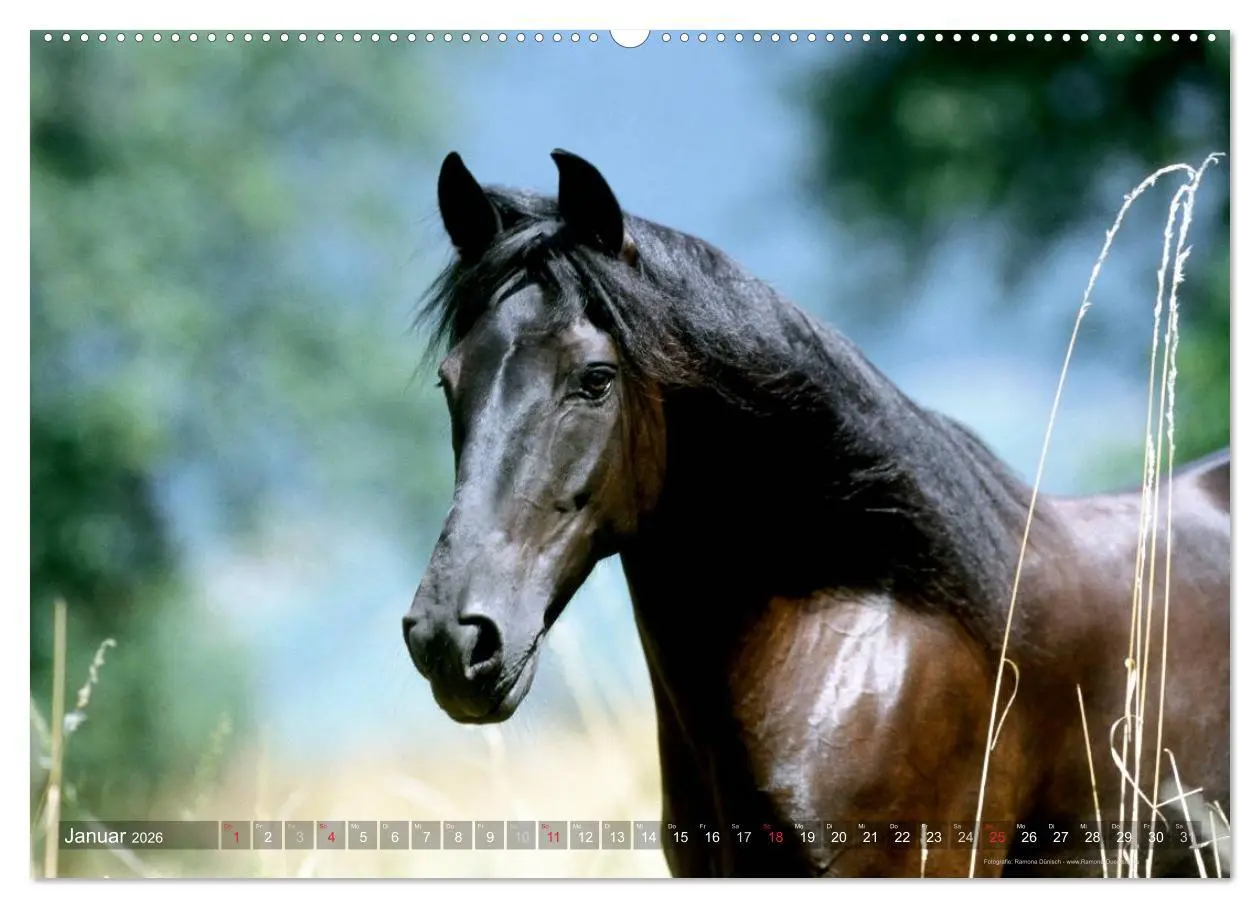 Bild: 9783516153200 | Edle spanische Pferde - Pura Raza Espanola (Wandkalender 2026 DIN...