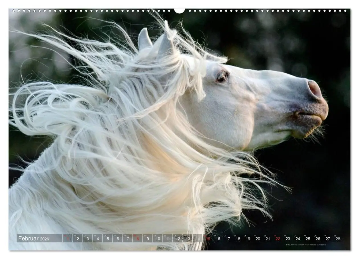 Bild: 9783516153200 | Edle spanische Pferde - Pura Raza Espanola (Wandkalender 2026 DIN...
