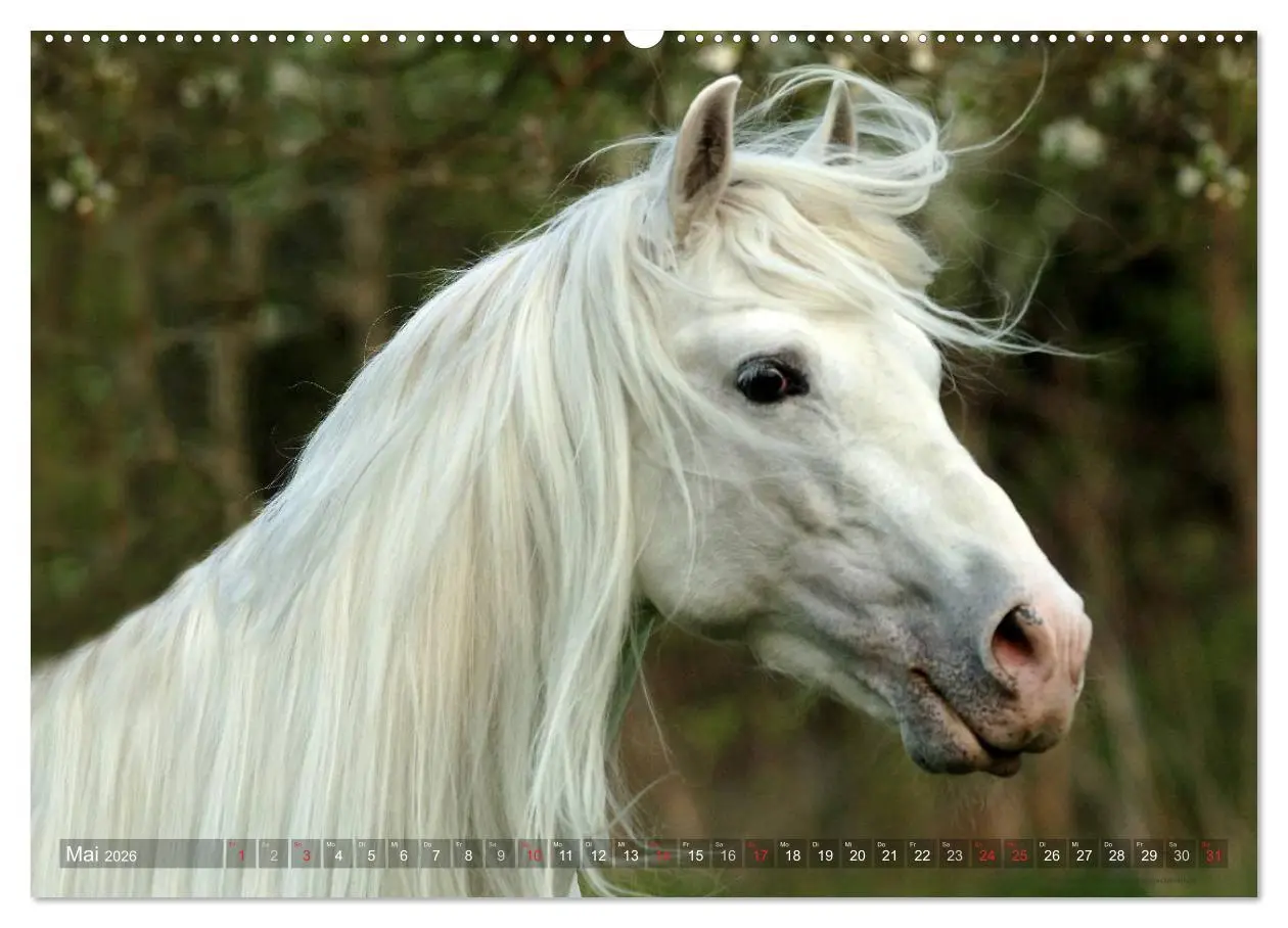 Bild: 9783516153200 | Edle spanische Pferde - Pura Raza Espanola (Wandkalender 2026 DIN...