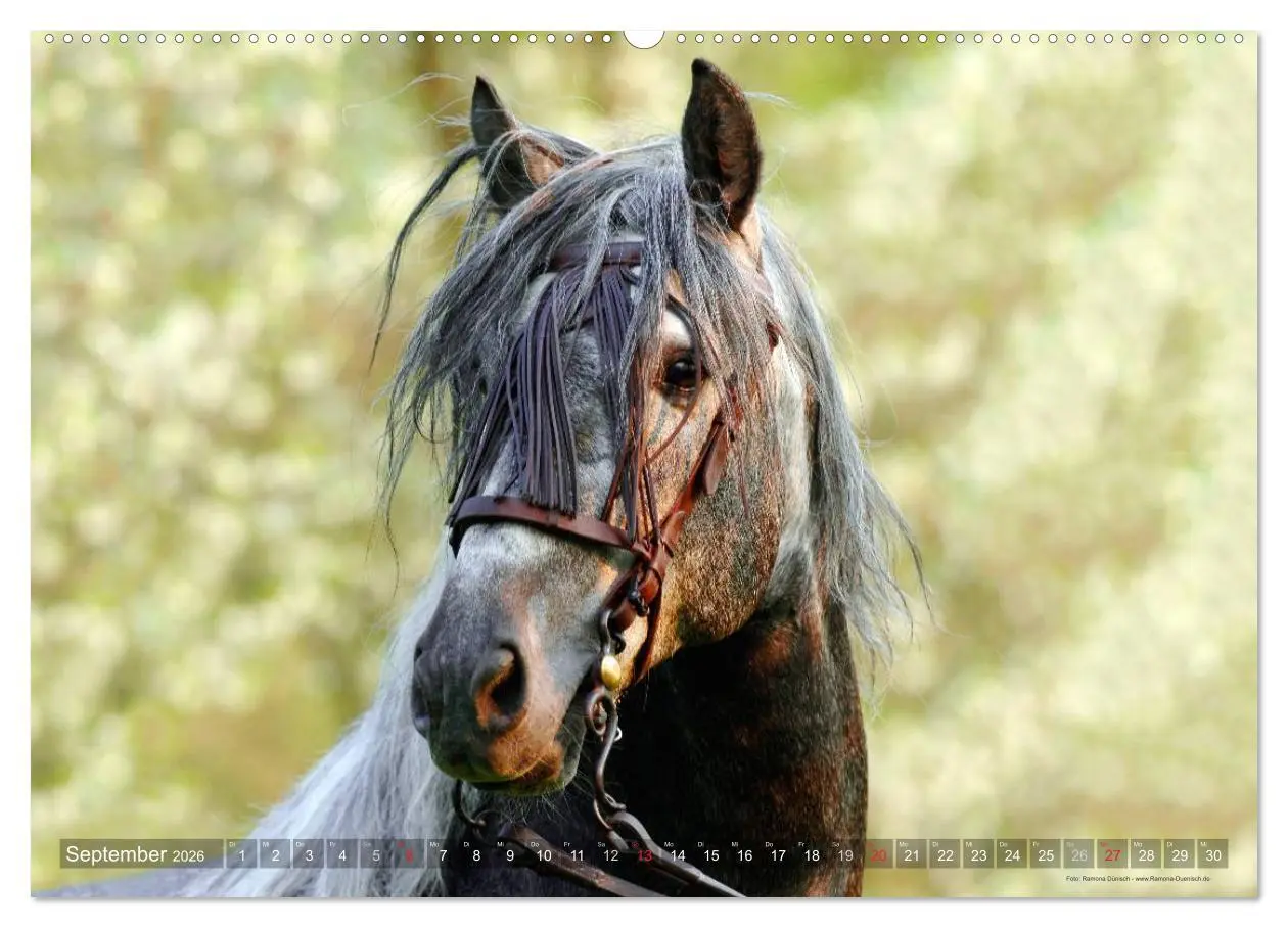 Bild: 9783516153200 | Edle spanische Pferde - Pura Raza Espanola (Wandkalender 2026 DIN...