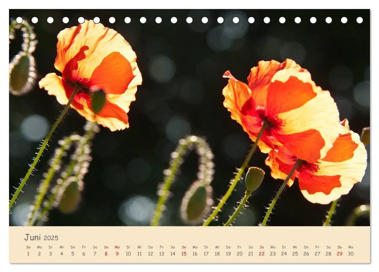 Bild: 9783435493500 | Mohnblumen - rote Schönheiten (Tischkalender 2025 DIN A5 quer),...