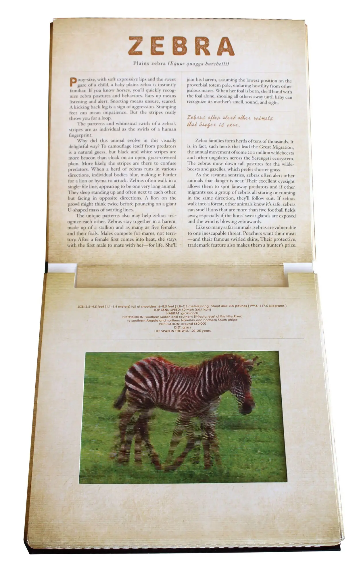 Bild: 9780761163800 | Safari | A Photicular Book | Dan Kainen (u. a.) | Buch | o. Pag.