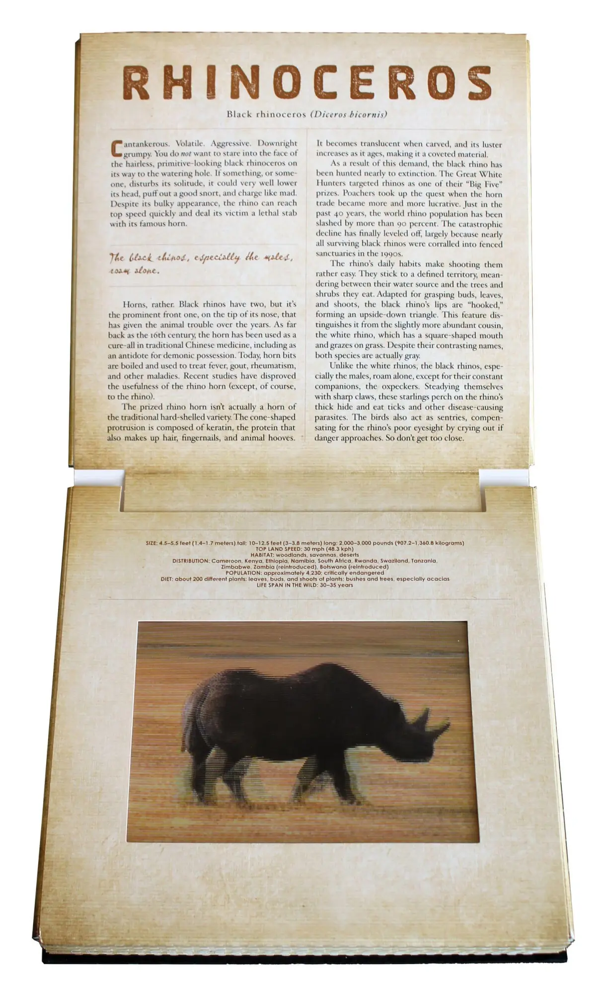 Bild: 9780761163800 | Safari | A Photicular Book | Dan Kainen (u. a.) | Buch | o. Pag.