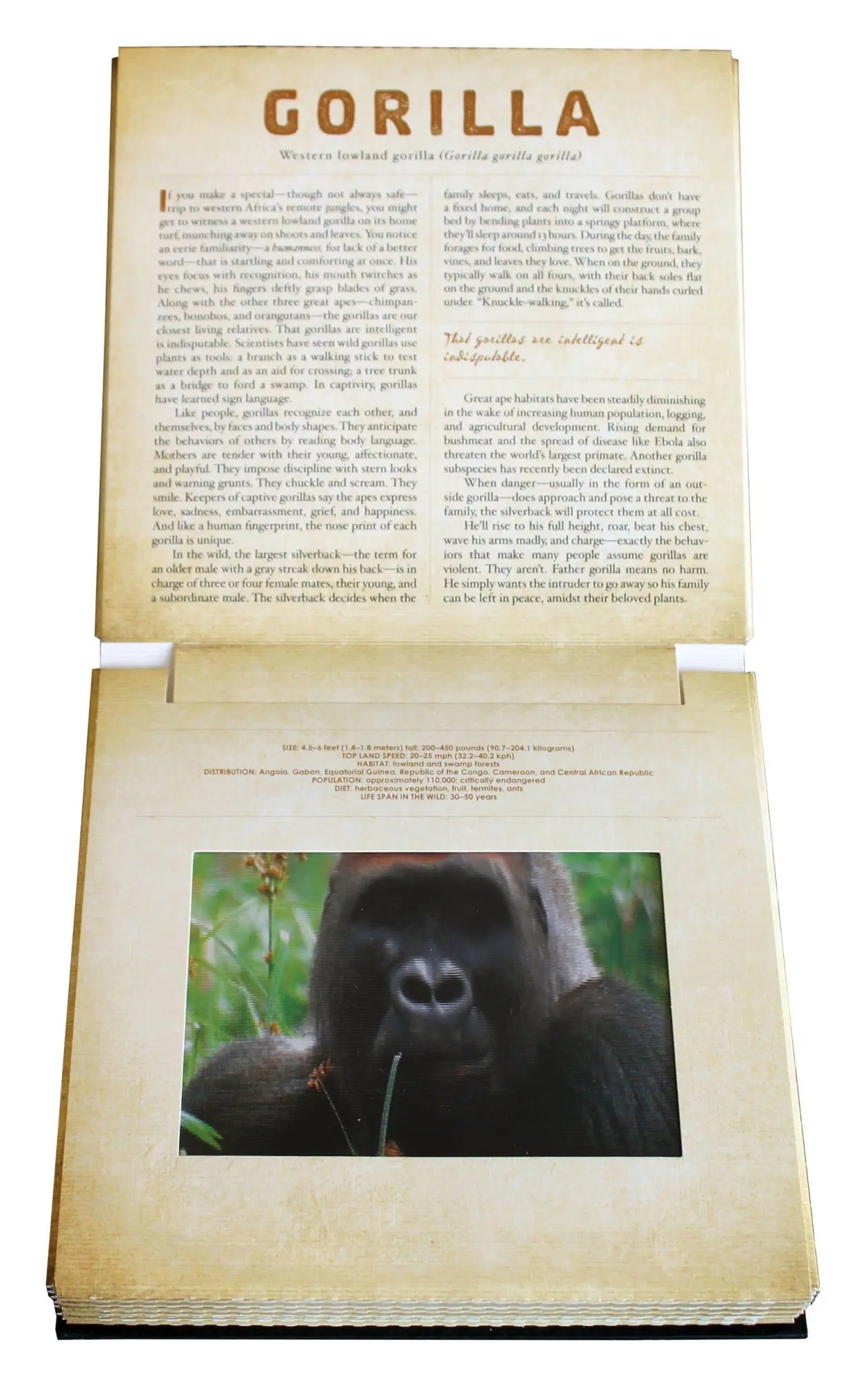 Bild: 9780761163800 | Safari | A Photicular Book | Dan Kainen (u. a.) | Buch | o. Pag.