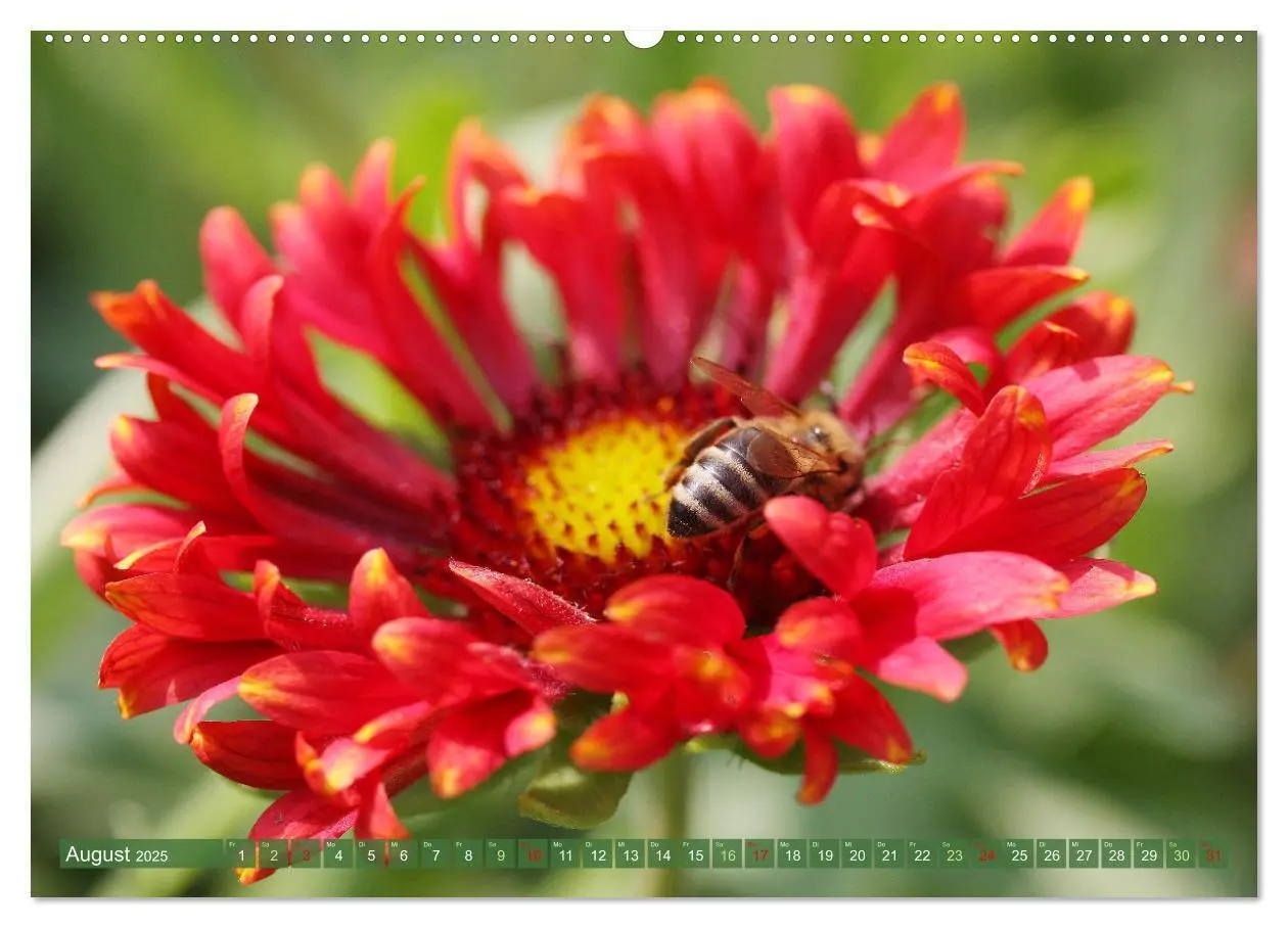 Bild: 9783383823800 | Im Reich der Blüten (Wandkalender 2025 DIN A2 quer), CALVENDO...
