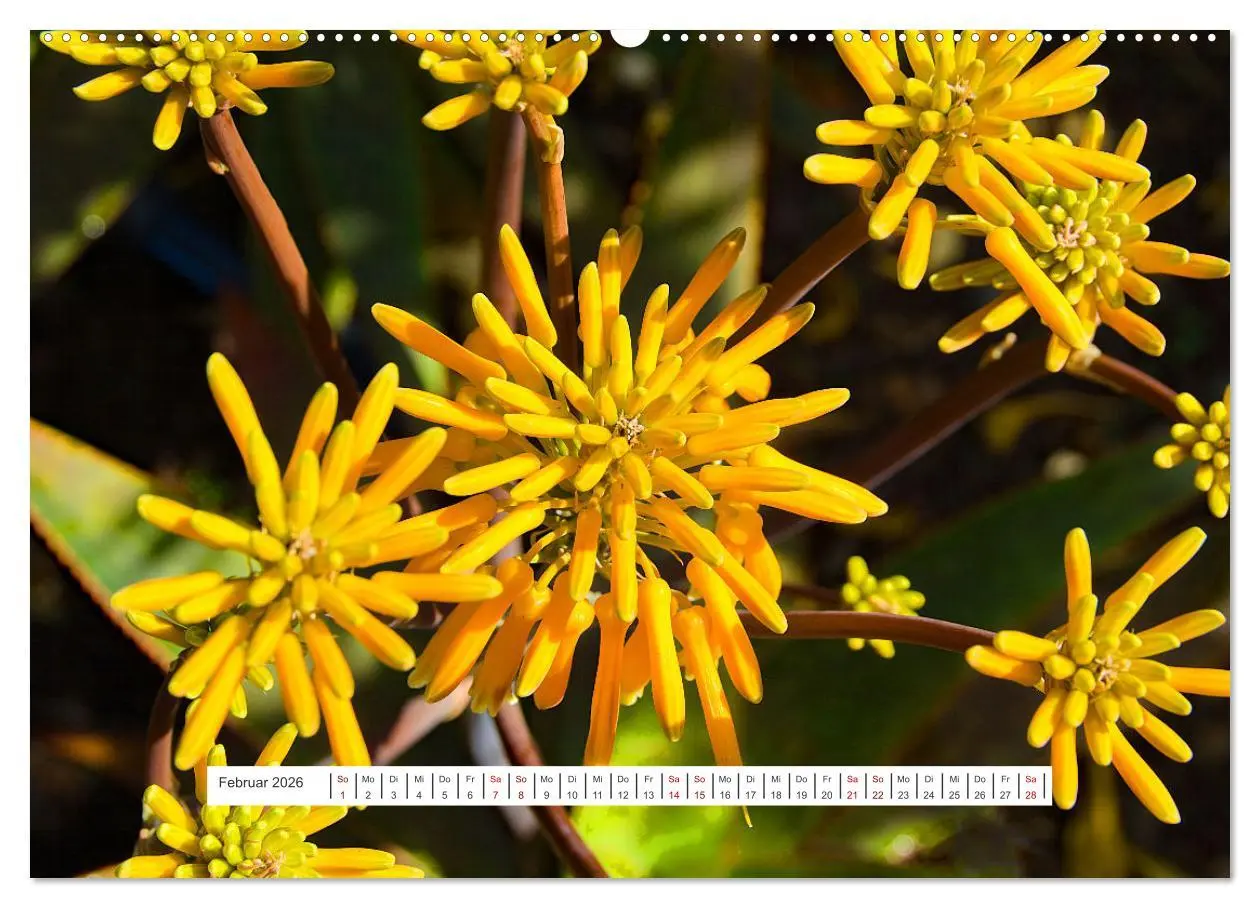 Bild: 9783457553800 | Kakteen - stachelige, blühende Schönheiten (Wandkalender 2026 DIN...