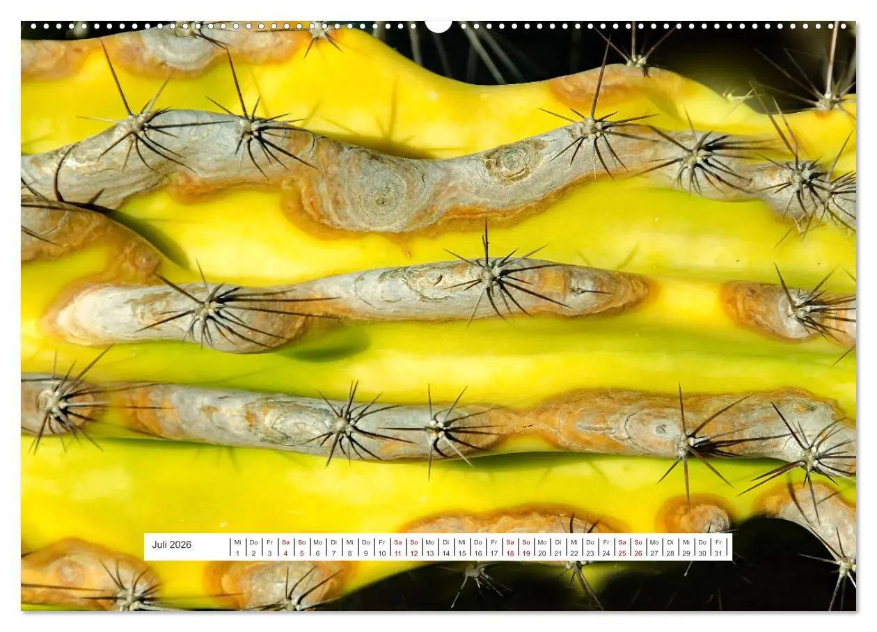 Bild: 9783457553800 | Kakteen - stachelige, blühende Schönheiten (Wandkalender 2026 DIN...
