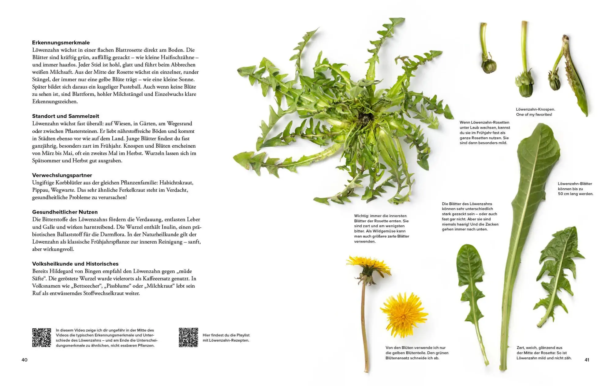Bild: 9783954533800 | Wildkräuter Top 10 | Martina Merz | Buch | 168 S. | Deutsch | 2026