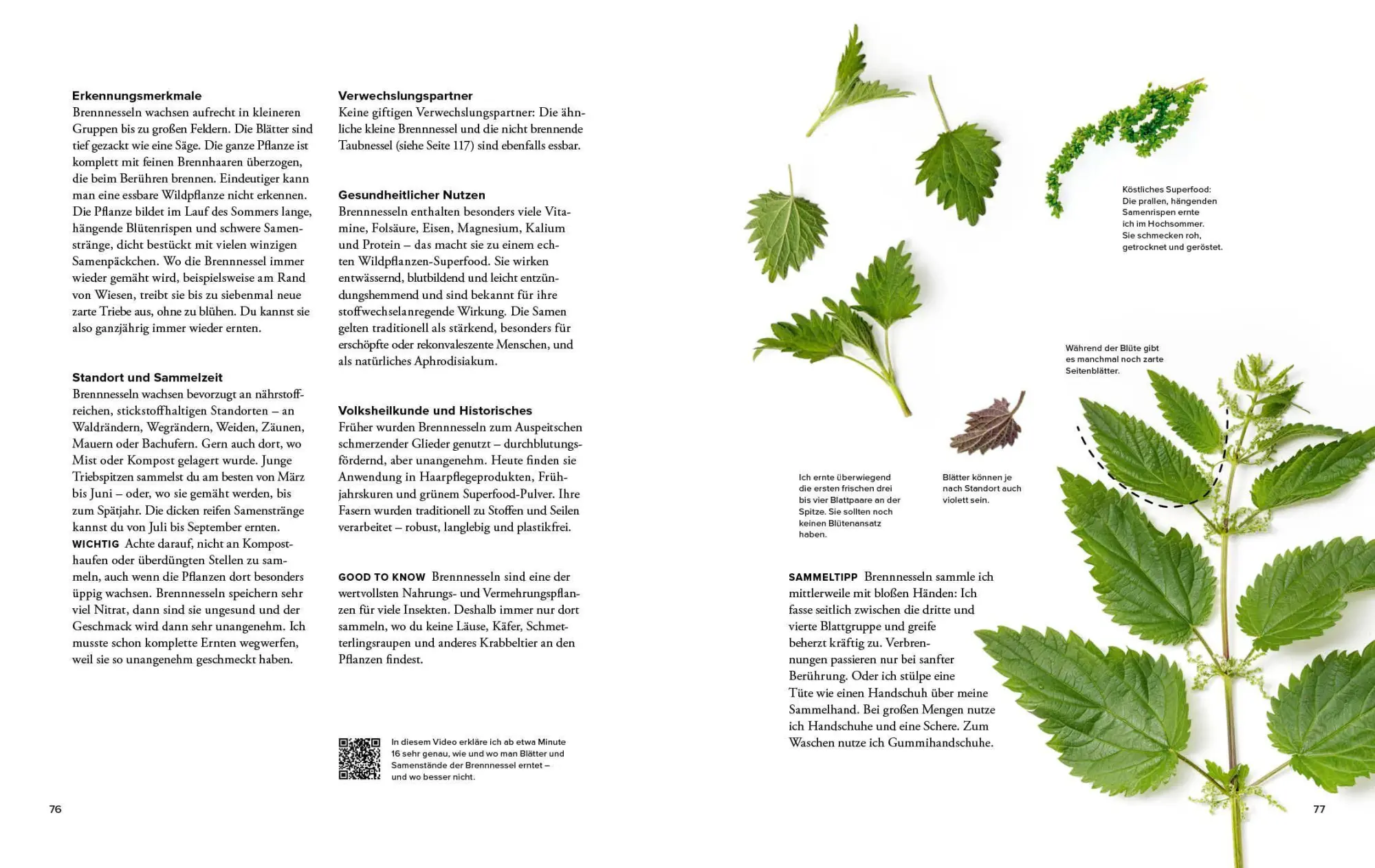 Bild: 9783954533800 | Wildkräuter Top 10 | Martina Merz | Buch | 168 S. | Deutsch | 2026