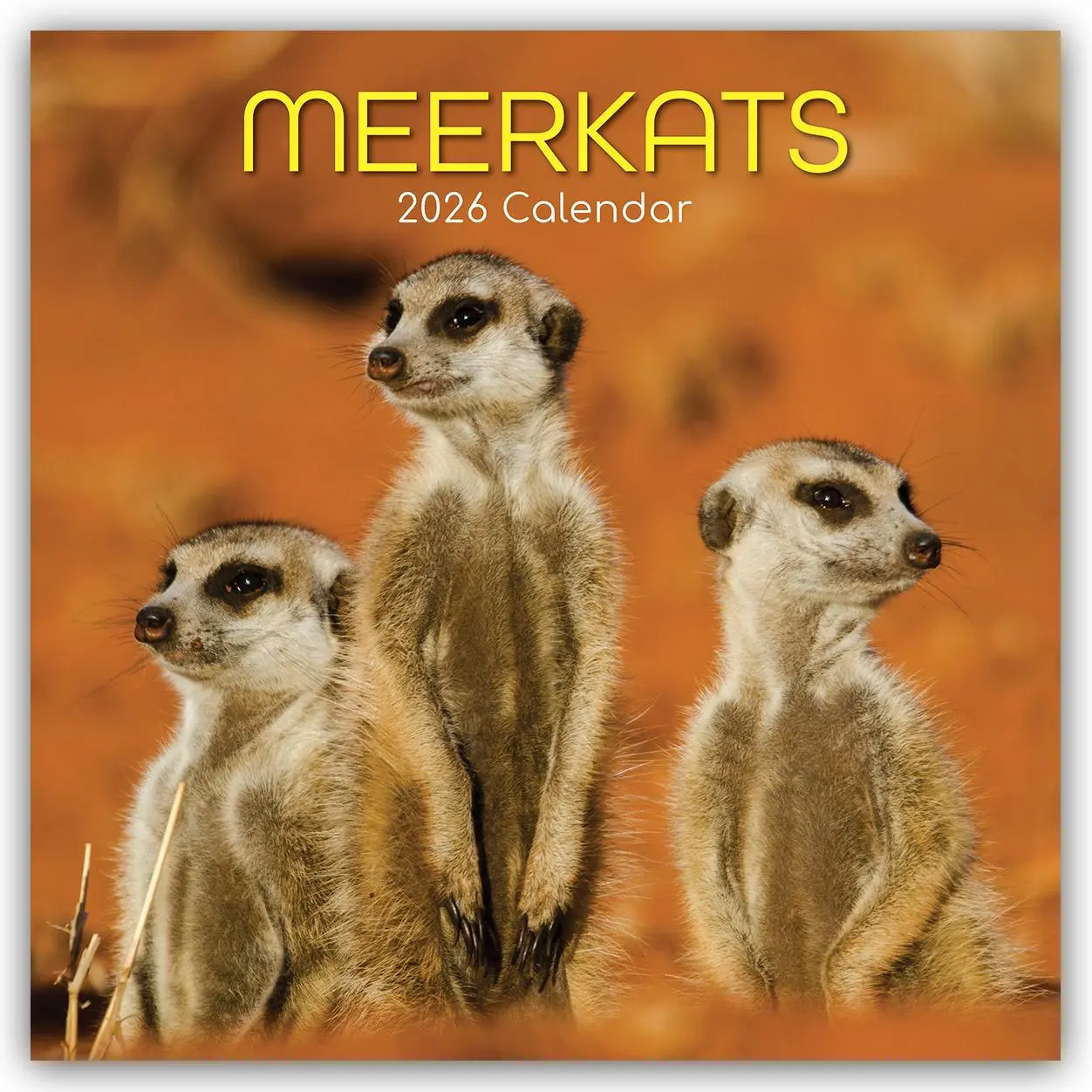 Cover: 9781836223900 | Meerkats - Erdmännchen 2026 - 16-Monatskalender | Ltd | Kalender