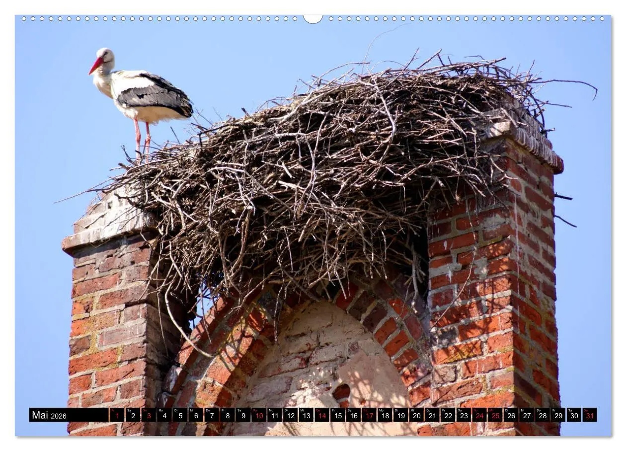Bild: 9783457783900 | Im Paradies der Störche - Dorfkirchen als Storchkirchen in...