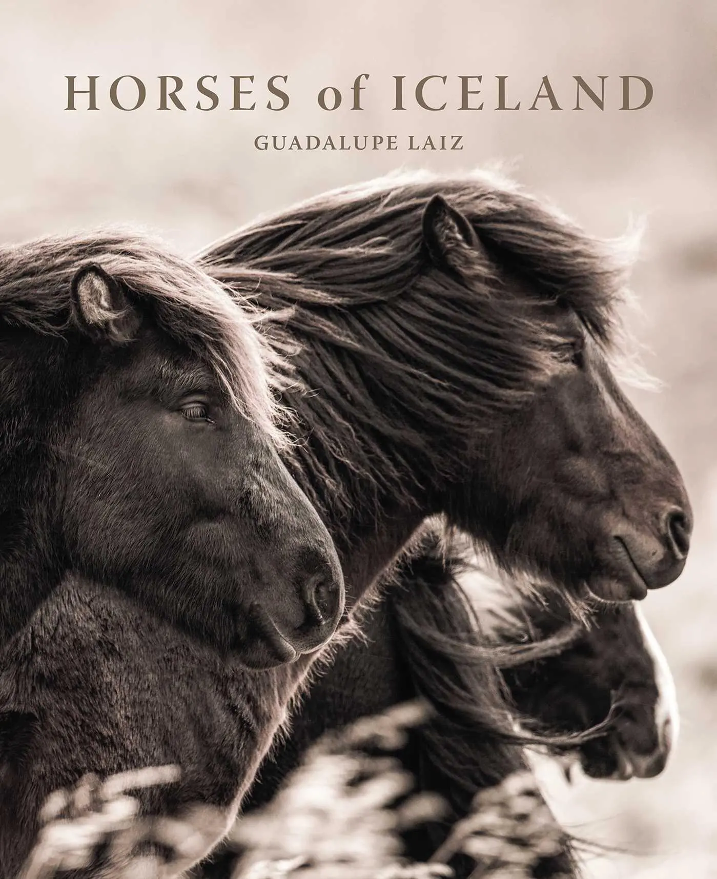 Cover: 9781923094000 | Horses of Iceland | Guadalupe Laiz | Buch | Guadalupe Laiz | Englisch