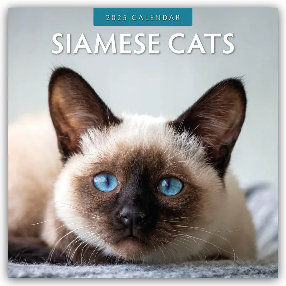 Cover: 9781804424100 | Siamese Cats - Siamkatzen - Siamesische Katzen 2025 -...