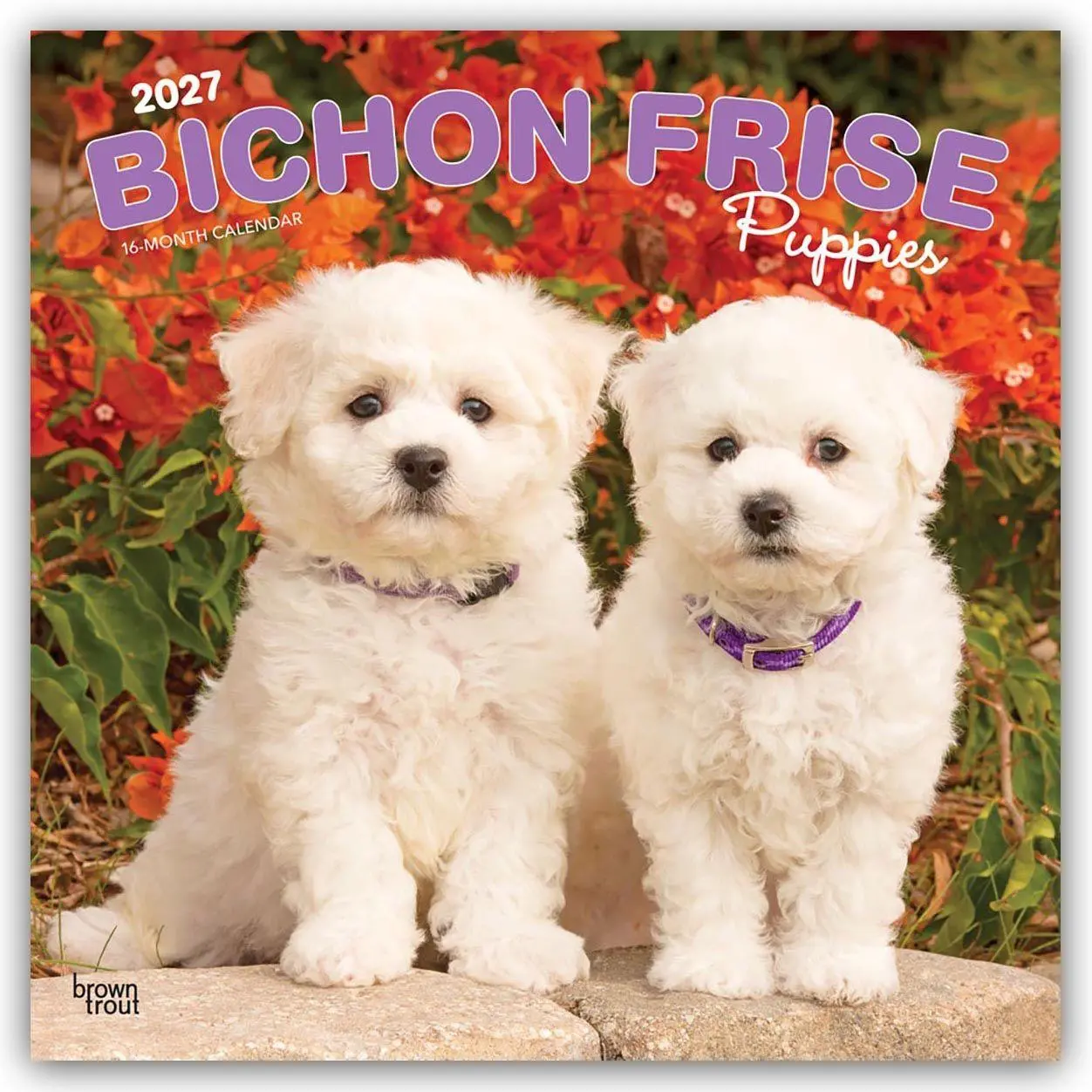 Cover: 9798330714100 | Bichon Frisé Puppies - Bichon Frisé Welpen 2027 - 16-Monatskalender