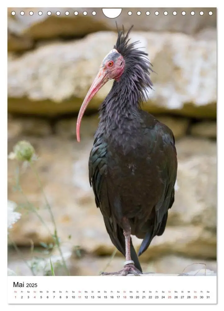 Bild: 9783435944200 | Der Waldrapp - Der etwas andere Vogel (Wandkalender 2025 DIN A4...