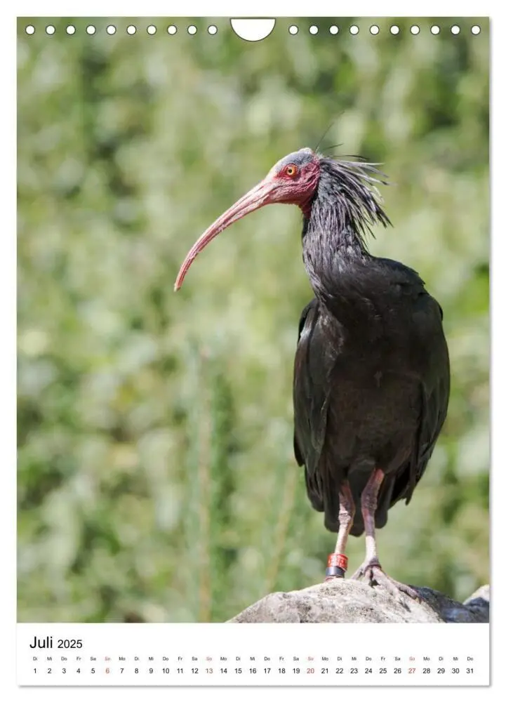 Bild: 9783435944200 | Der Waldrapp - Der etwas andere Vogel (Wandkalender 2025 DIN A4...