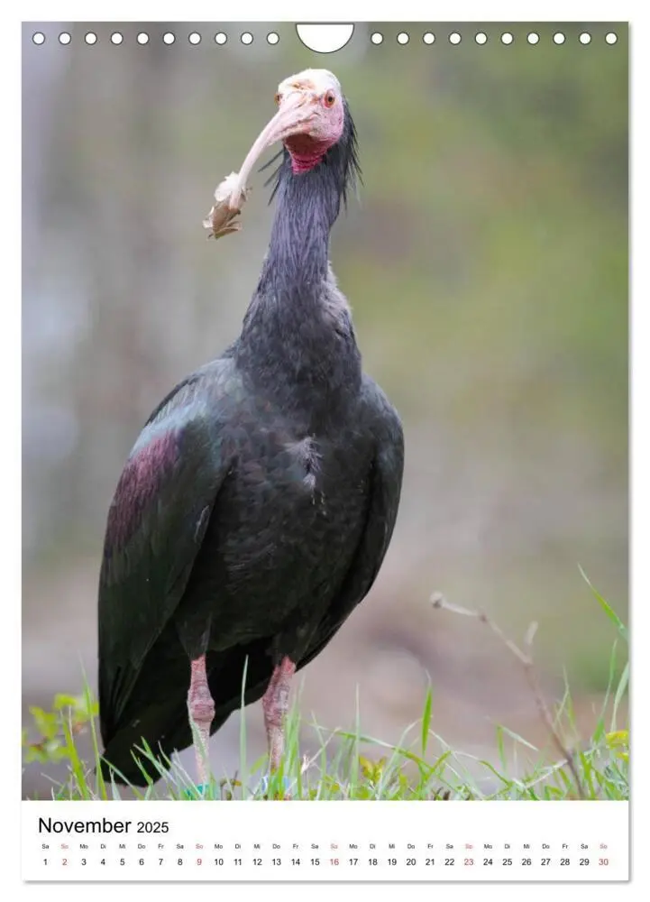 Bild: 9783435944200 | Der Waldrapp - Der etwas andere Vogel (Wandkalender 2025 DIN A4...