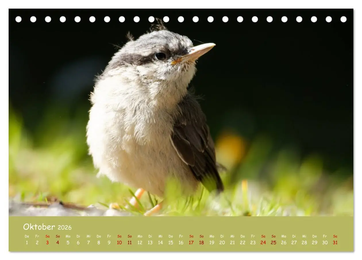 Bild: 9783457414200 | Der Kleiber - Ostfriesenfotografie und der Vogel-Zorro...