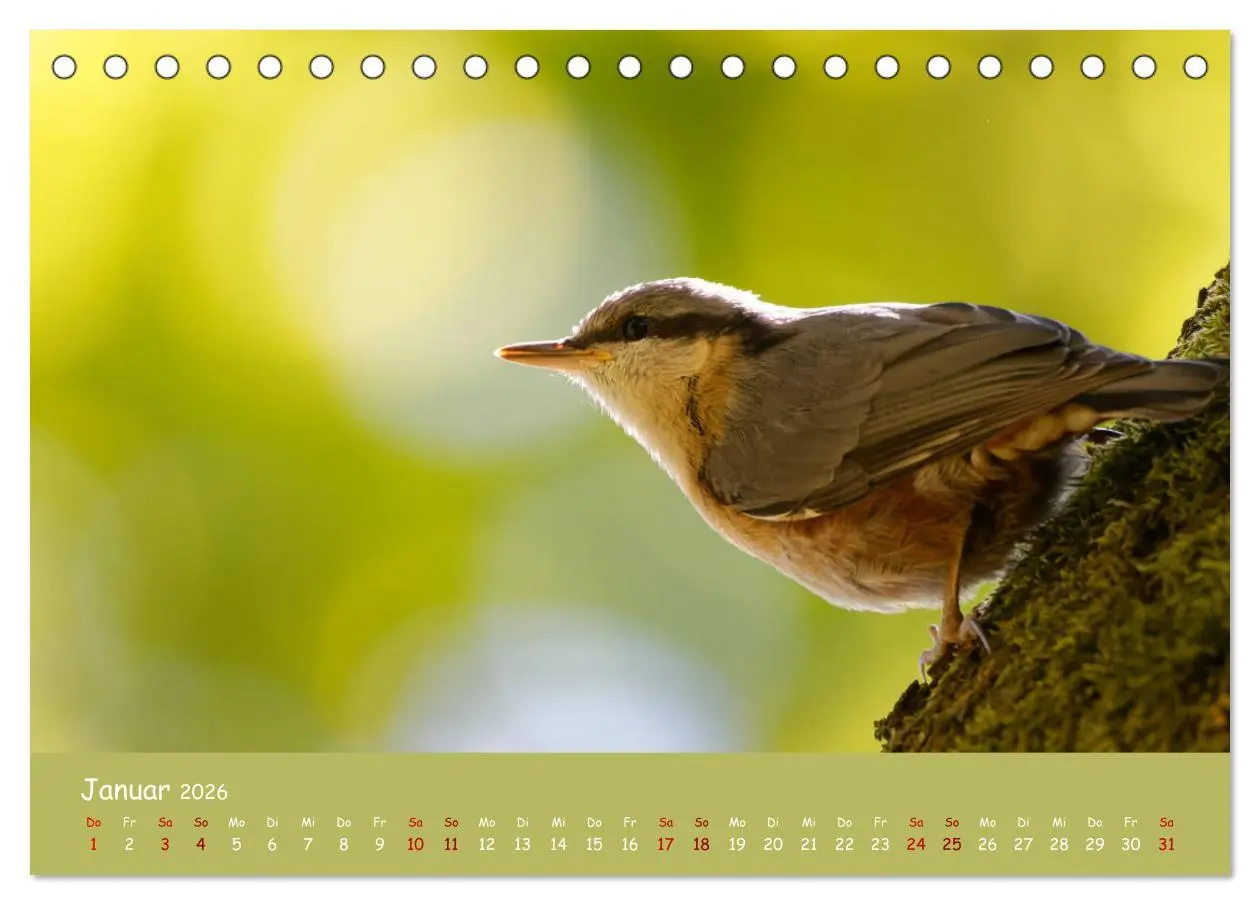 Bild: 9783457414200 | Der Kleiber - Ostfriesenfotografie und der Vogel-Zorro...