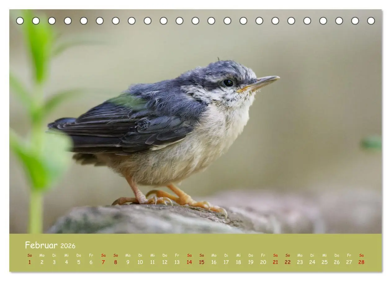 Bild: 9783457414200 | Der Kleiber - Ostfriesenfotografie und der Vogel-Zorro...