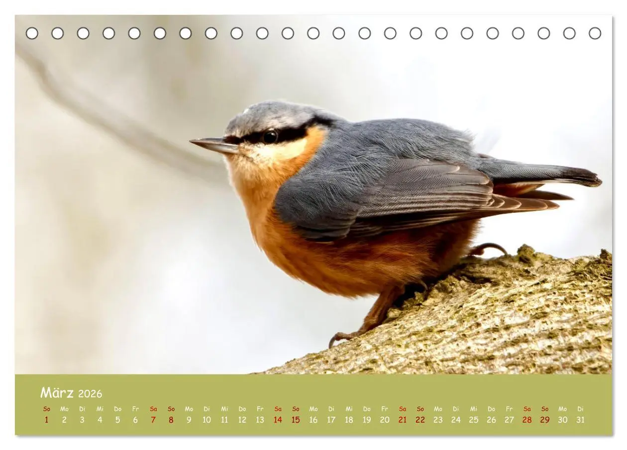 Bild: 9783457414200 | Der Kleiber - Ostfriesenfotografie und der Vogel-Zorro...