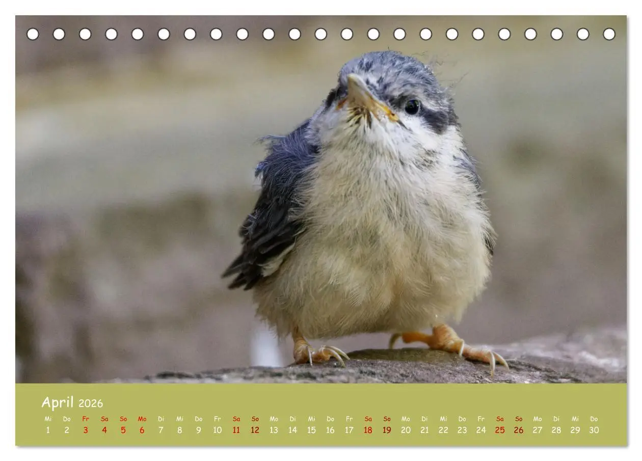 Bild: 9783457414200 | Der Kleiber - Ostfriesenfotografie und der Vogel-Zorro...