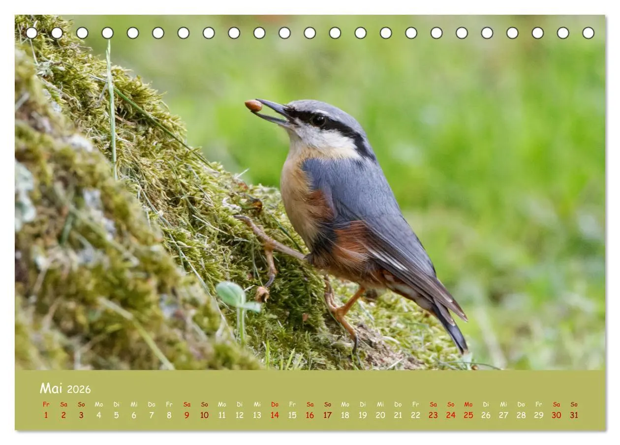 Bild: 9783457414200 | Der Kleiber - Ostfriesenfotografie und der Vogel-Zorro...