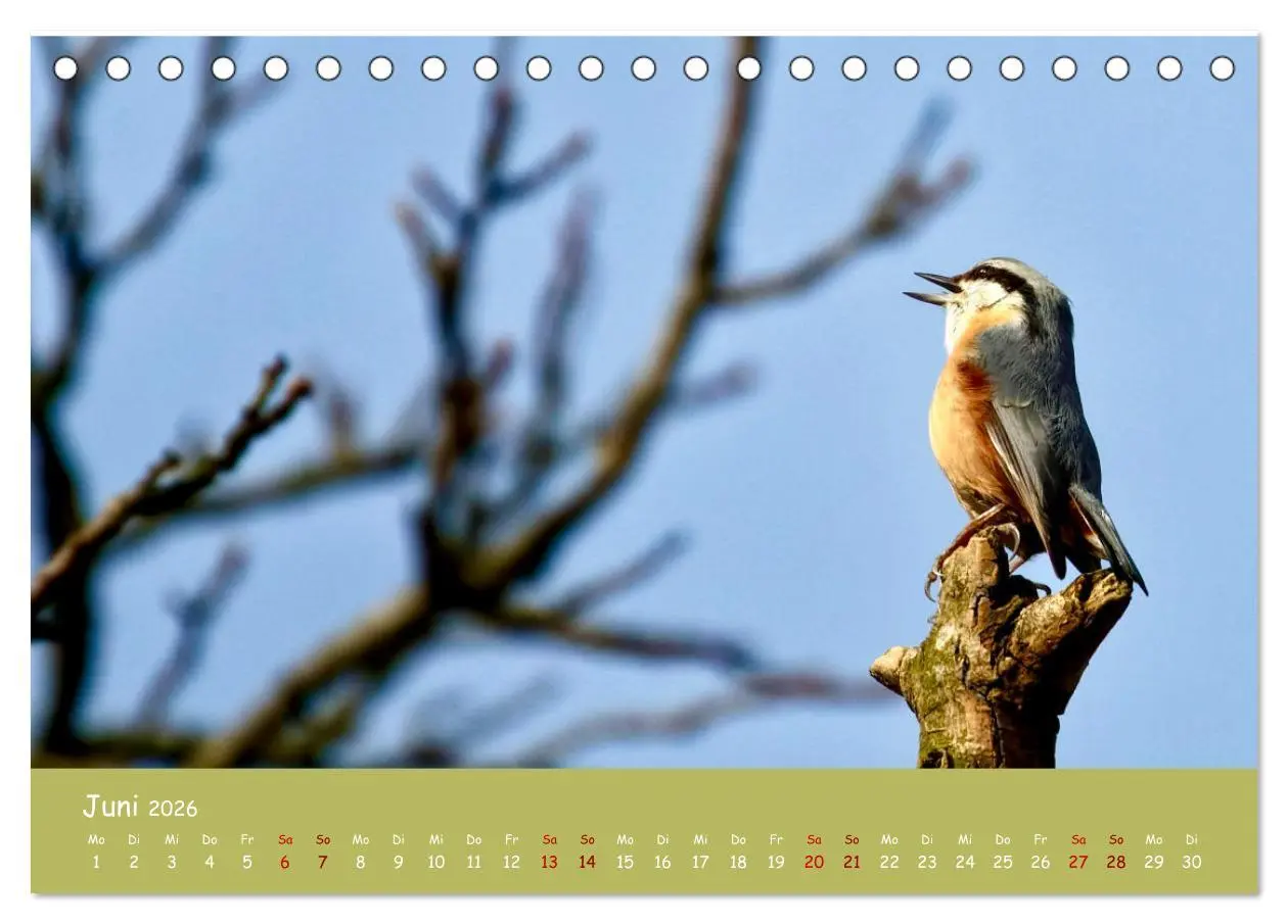 Bild: 9783457414200 | Der Kleiber - Ostfriesenfotografie und der Vogel-Zorro...