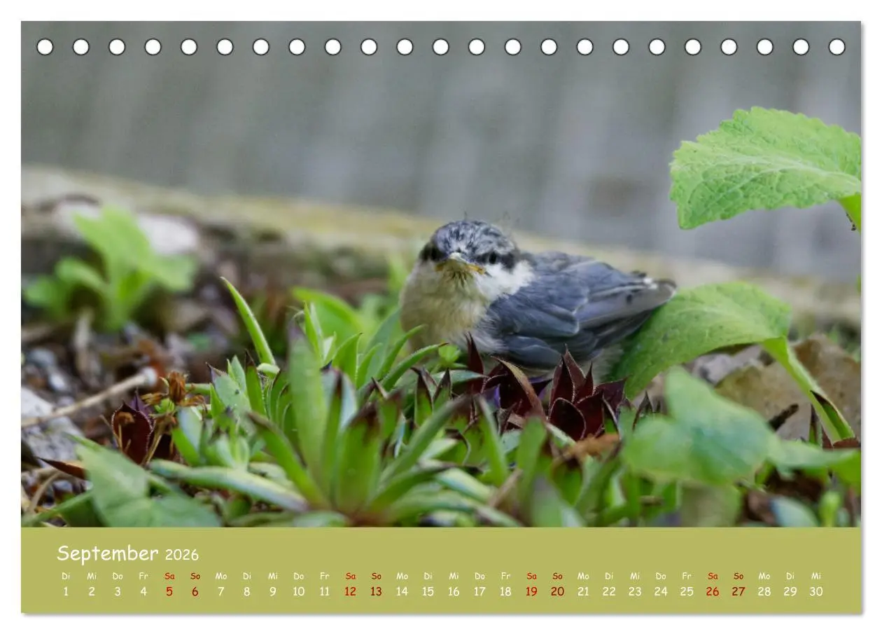 Bild: 9783457414200 | Der Kleiber - Ostfriesenfotografie und der Vogel-Zorro...