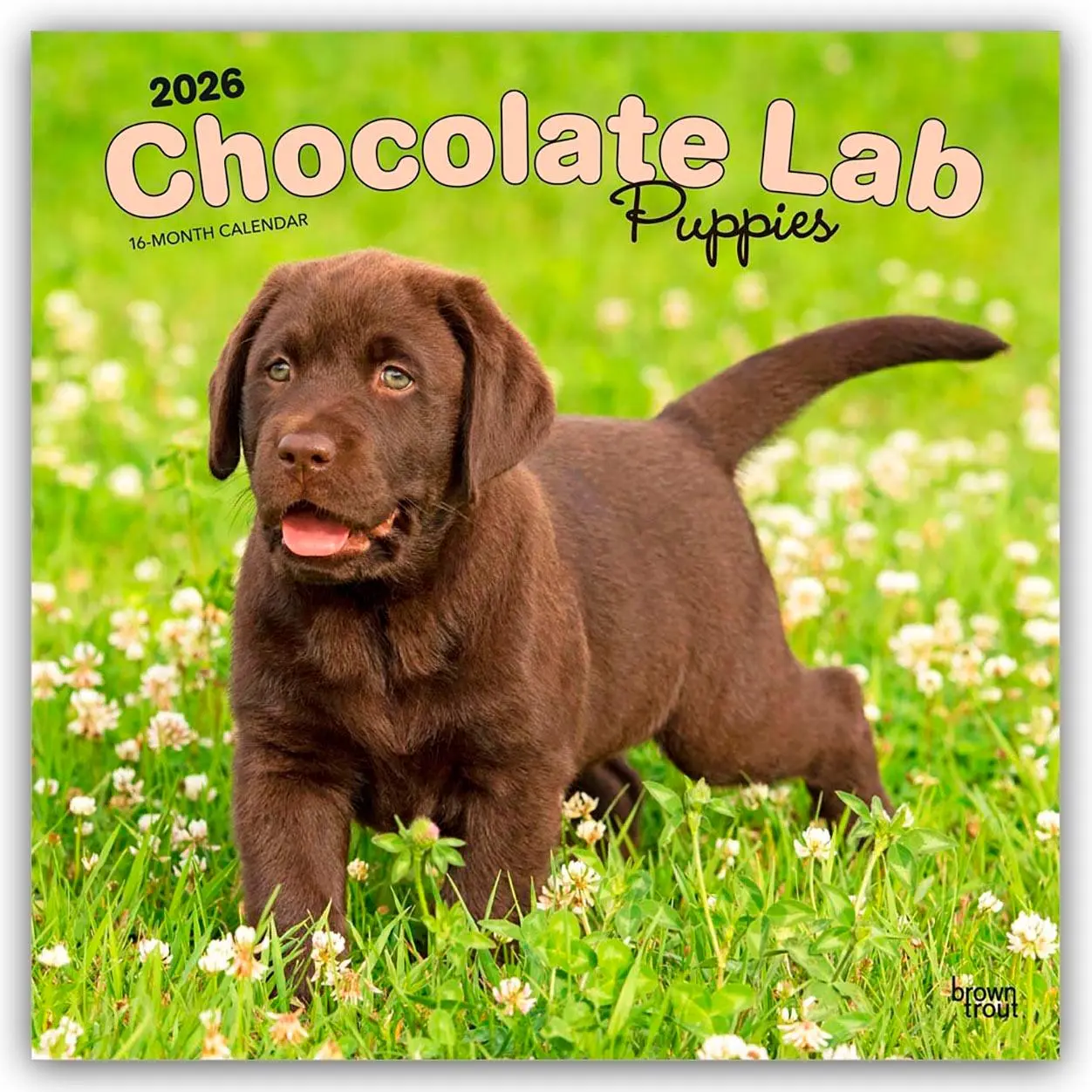Cover: 9798330704200 | Chocolate Labrador Retriever Puppies - Braune Labrador Retriever...