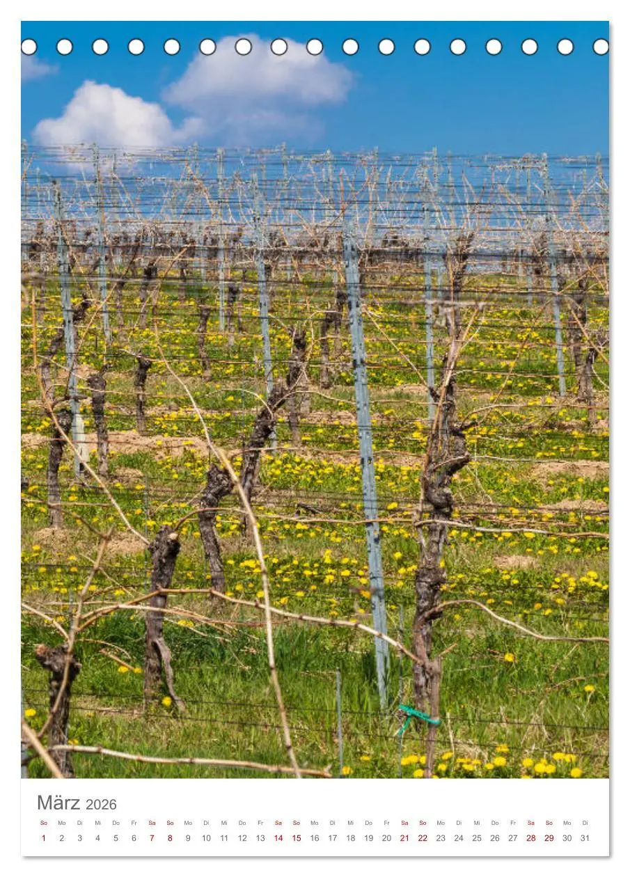 Bild: 9783516414400 | Weinjahr (Tischkalender 2026 DIN A5 hoch), CALVENDO Monatskalender
