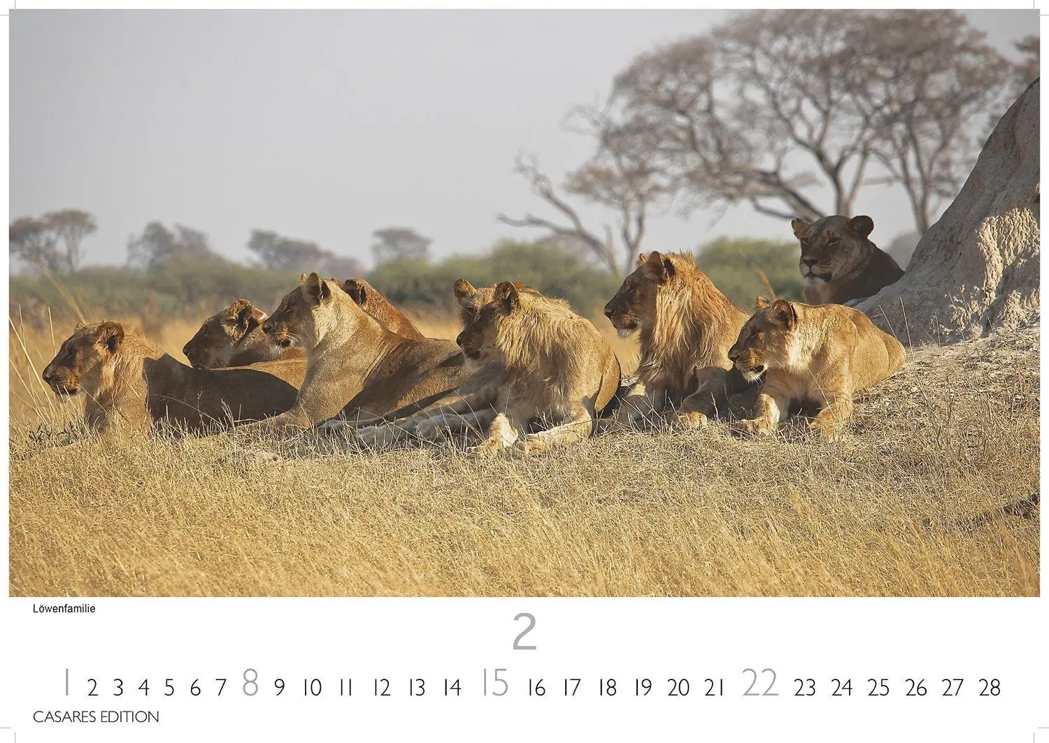 Bild: 9781835244500 | Big Cats Kalender 2026 - Wandkalender Fotokalender Tier 35x50cm...