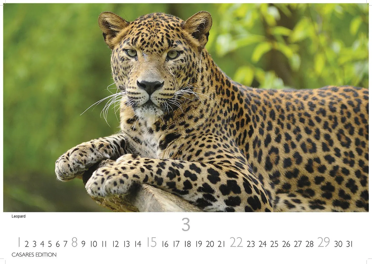 Bild: 9781835244500 | Big Cats Kalender 2026 - Wandkalender Fotokalender Tier 35x50cm...