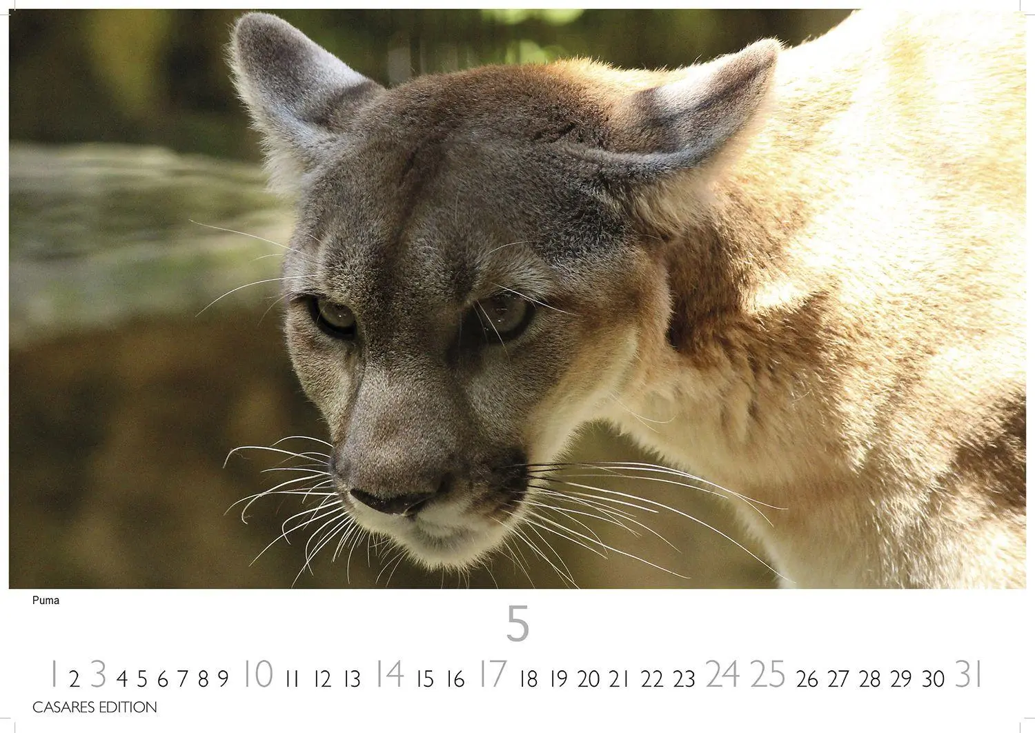 Bild: 9781835244500 | Big Cats Kalender 2026 - Wandkalender Fotokalender Tier 35x50cm...