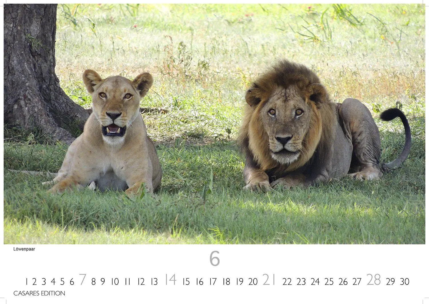 Bild: 9781835244500 | Big Cats Kalender 2026 - Wandkalender Fotokalender Tier 35x50cm...