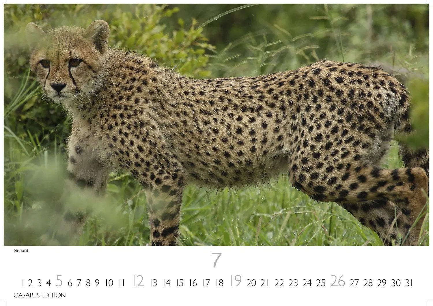 Bild: 9781835244500 | Big Cats Kalender 2026 - Wandkalender Fotokalender Tier 35x50cm...