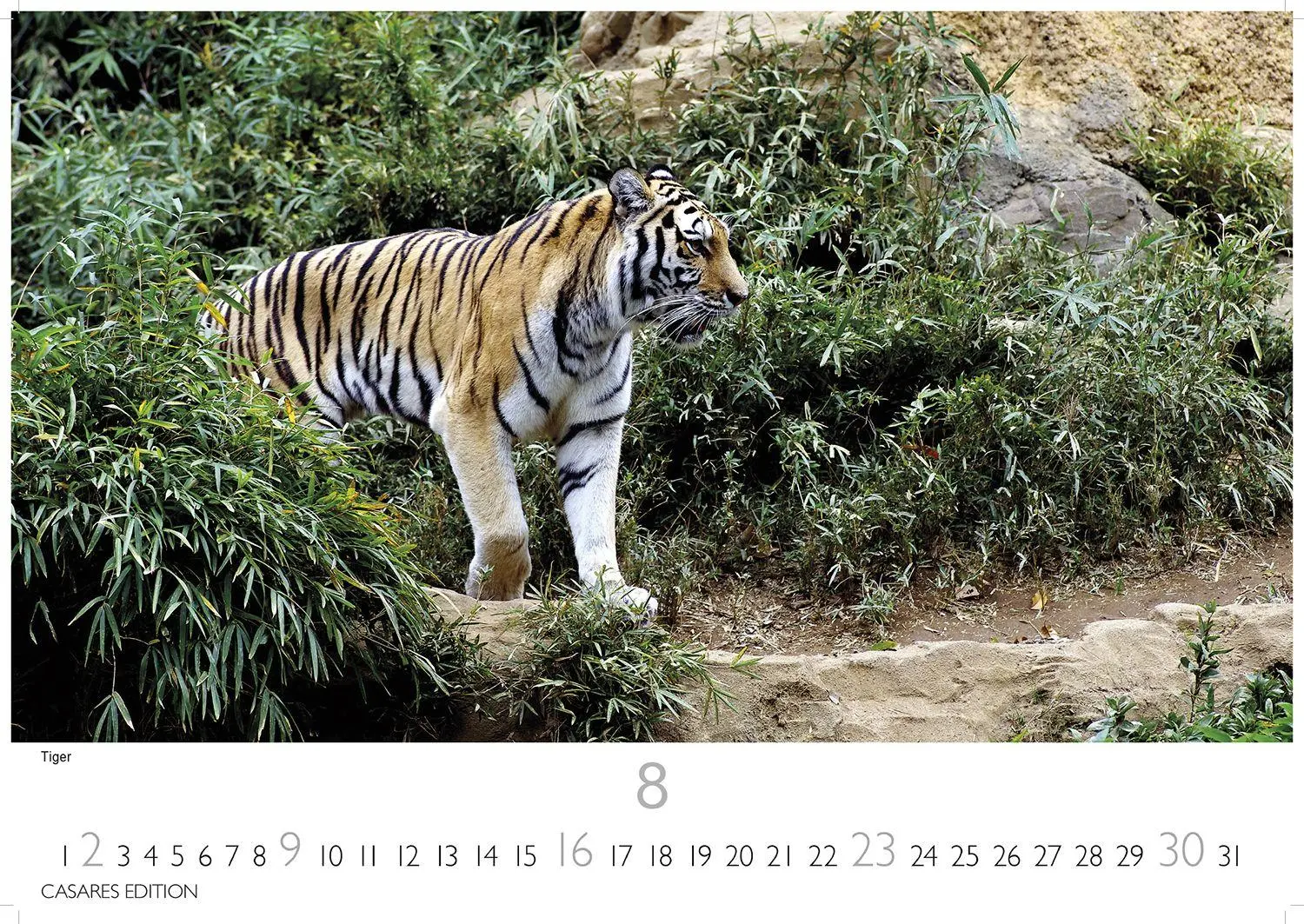 Bild: 9781835244500 | Big Cats Kalender 2026 - Wandkalender Fotokalender Tier 35x50cm...