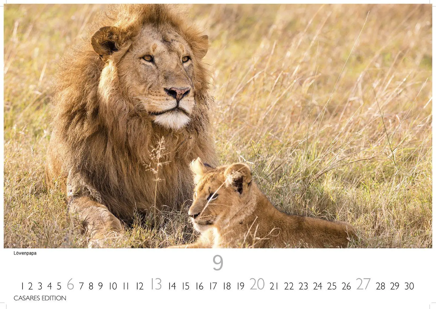 Bild: 9781835244500 | Big Cats Kalender 2026 - Wandkalender Fotokalender Tier 35x50cm...