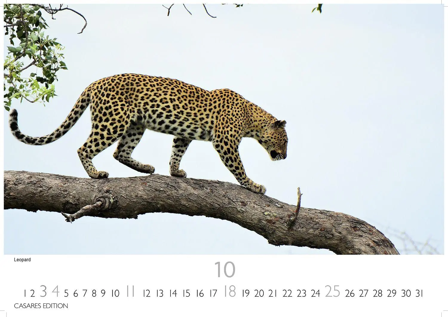 Bild: 9781835244500 | Big Cats Kalender 2026 - Wandkalender Fotokalender Tier 35x50cm...