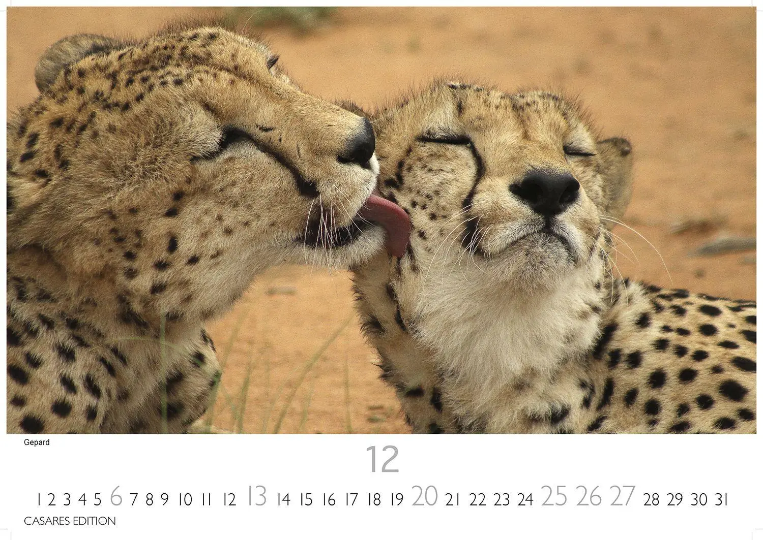 Bild: 9781835244500 | Big Cats Kalender 2026 - Wandkalender Fotokalender Tier 35x50cm...
