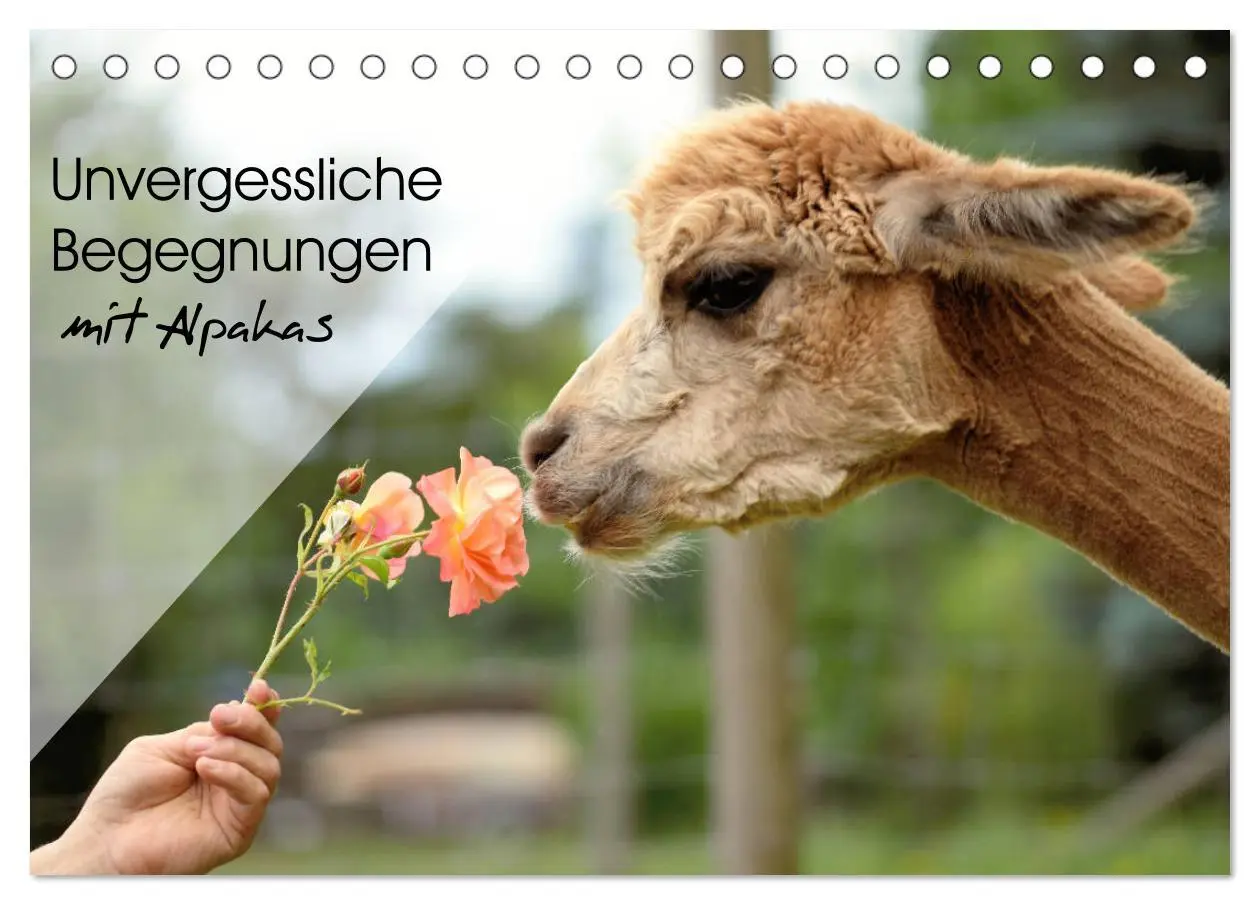 Cover: 9783457854600 | Unvergessliche Begegnungen mit Alpakas (Tischkalender 2026 DIN A5...