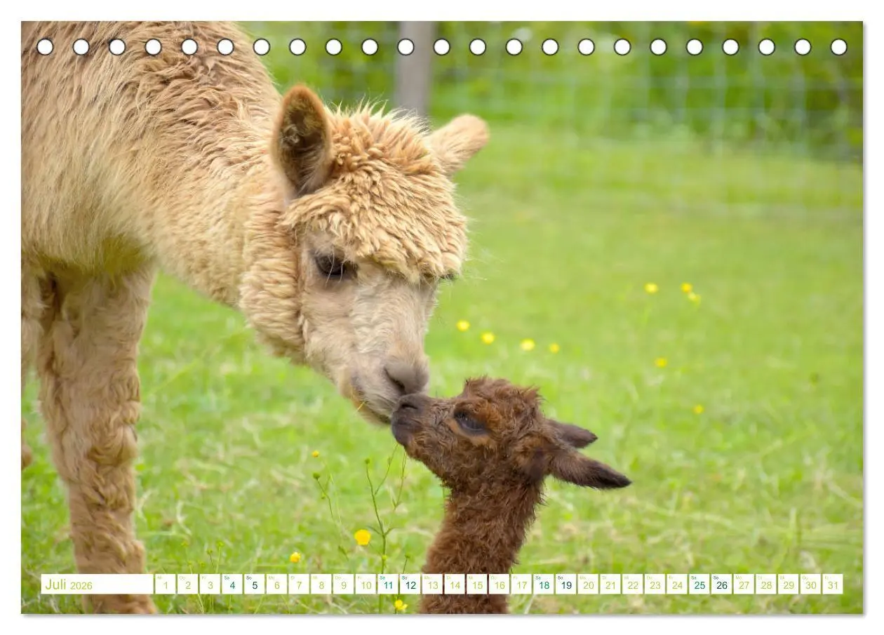 Bild: 9783457854600 | Unvergessliche Begegnungen mit Alpakas (Tischkalender 2026 DIN A5...