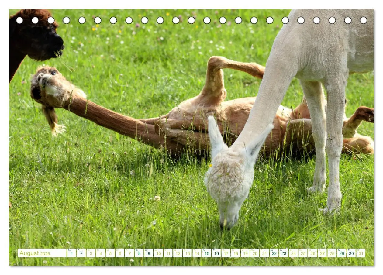 Bild: 9783457854600 | Unvergessliche Begegnungen mit Alpakas (Tischkalender 2026 DIN A5...
