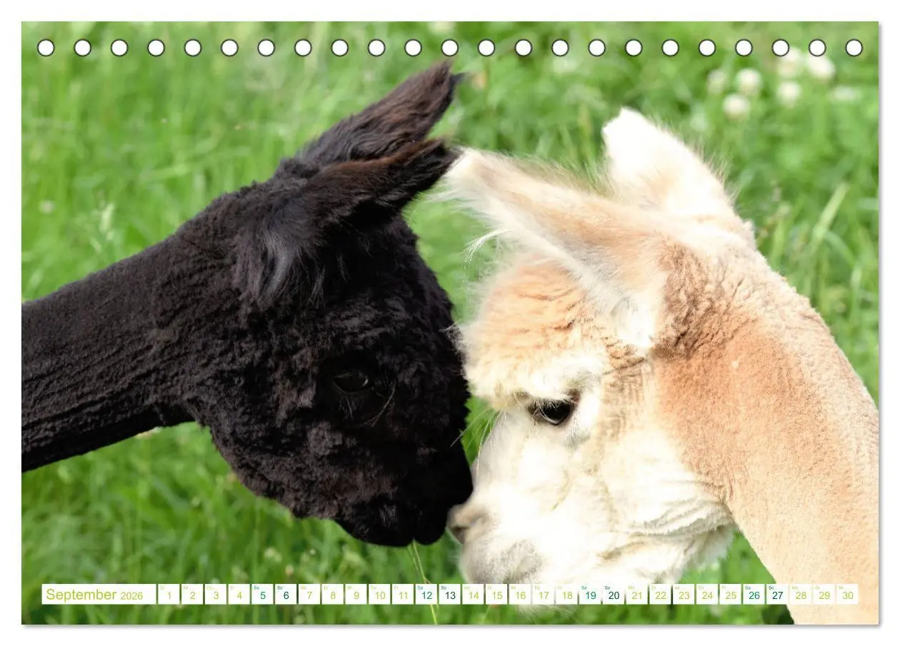 Bild: 9783457854600 | Unvergessliche Begegnungen mit Alpakas (Tischkalender 2026 DIN A5...