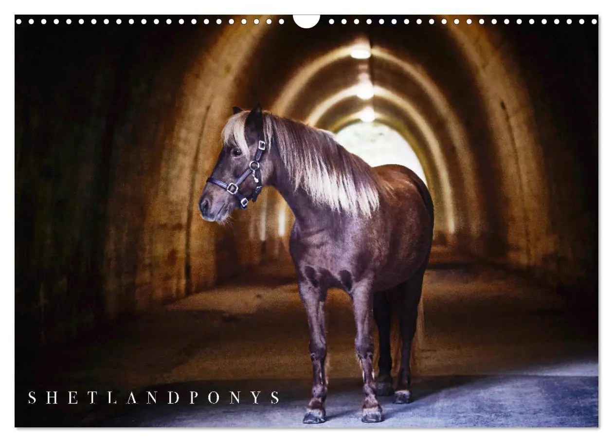 Cover: 9783457924600 | Shetlandpony Kalender (Wandkalender 2026 DIN A3 quer), CALVENDO...