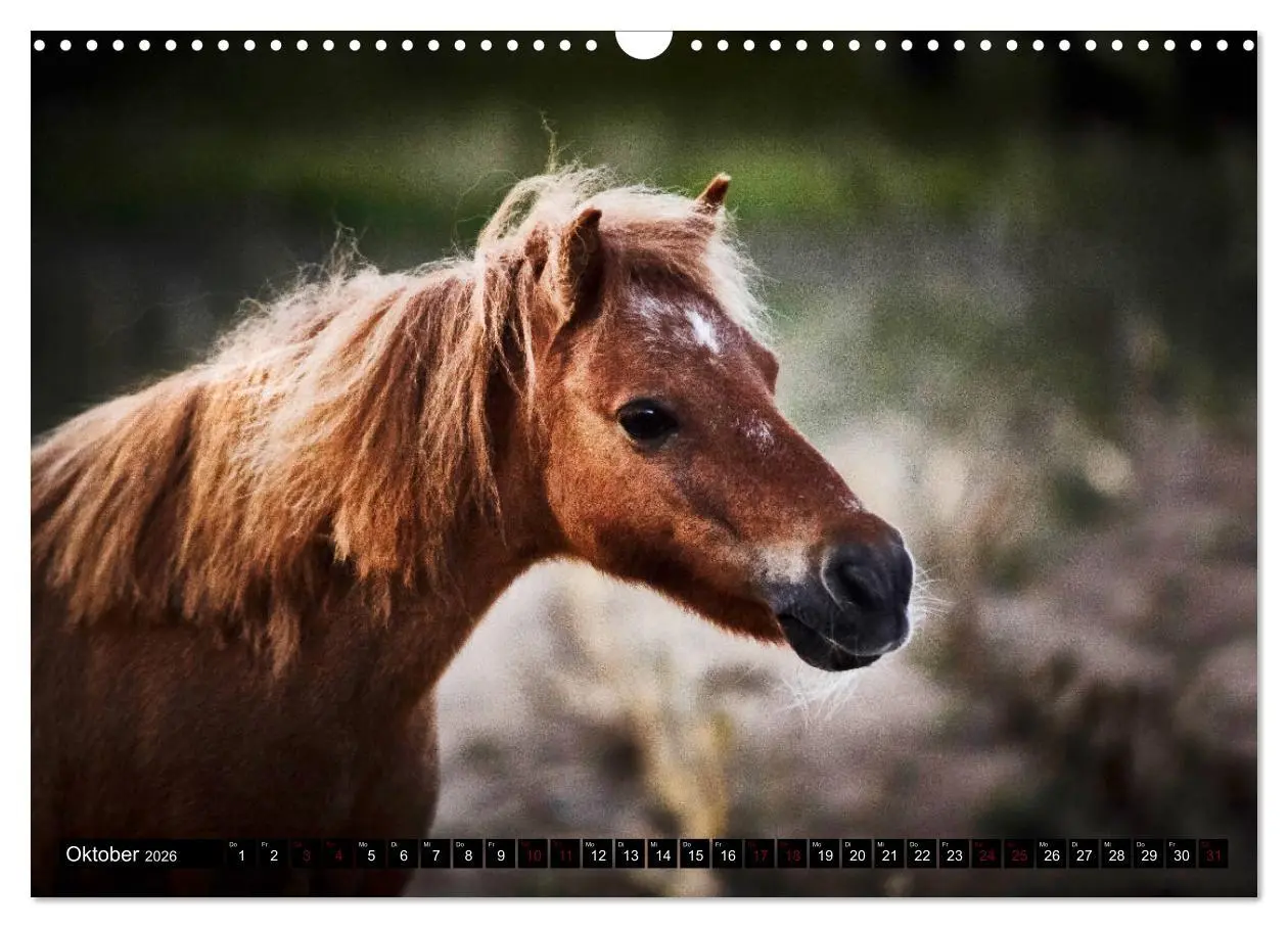 Bild: 9783457924600 | Shetlandpony Kalender (Wandkalender 2026 DIN A3 quer), CALVENDO...