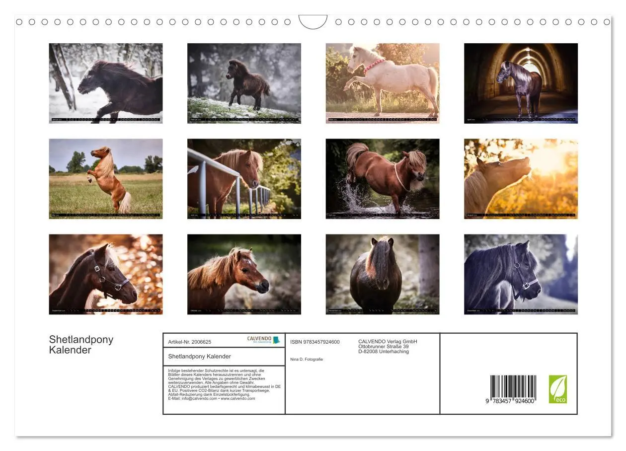 Bild: 9783457924600 | Shetlandpony Kalender (Wandkalender 2026 DIN A3 quer), CALVENDO...