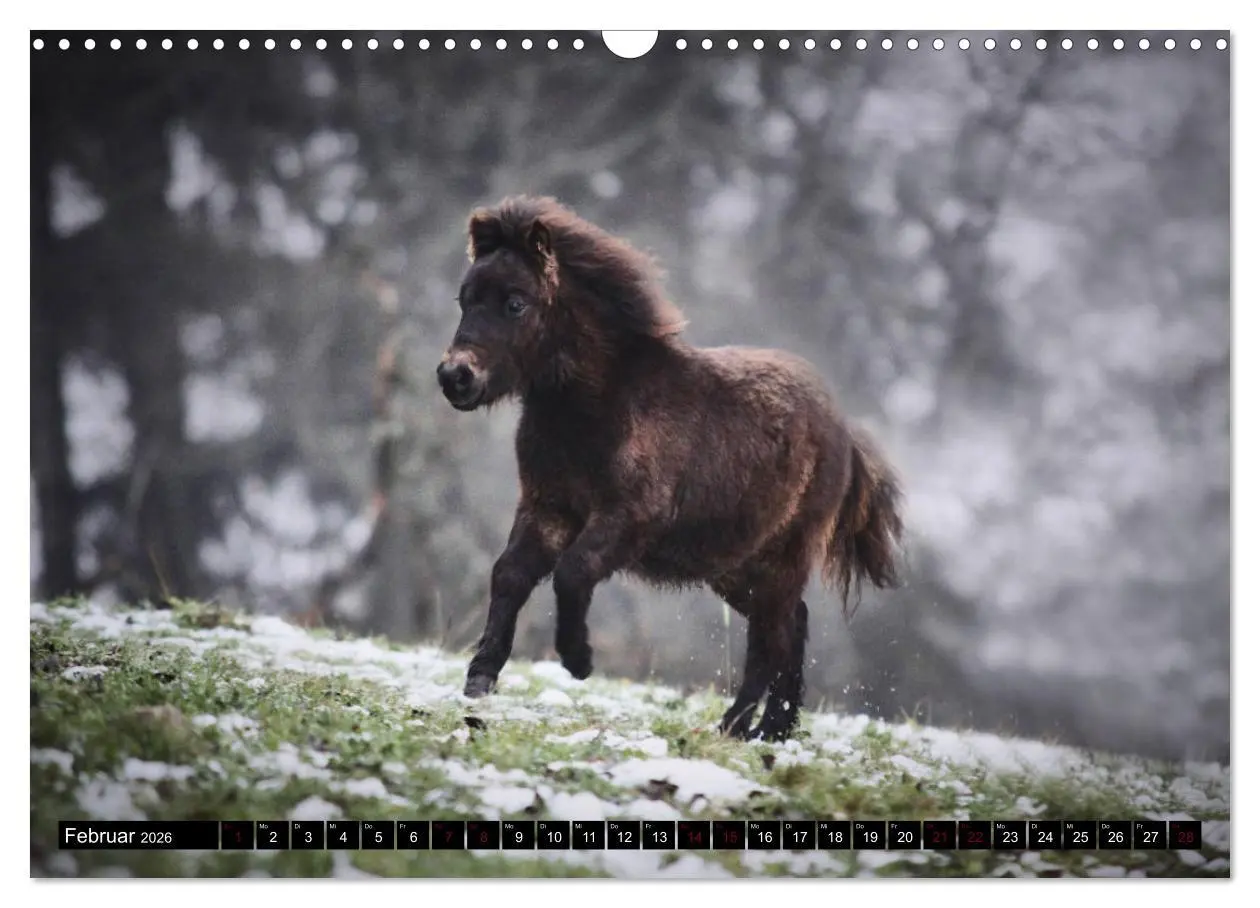 Bild: 9783457924600 | Shetlandpony Kalender (Wandkalender 2026 DIN A3 quer), CALVENDO...