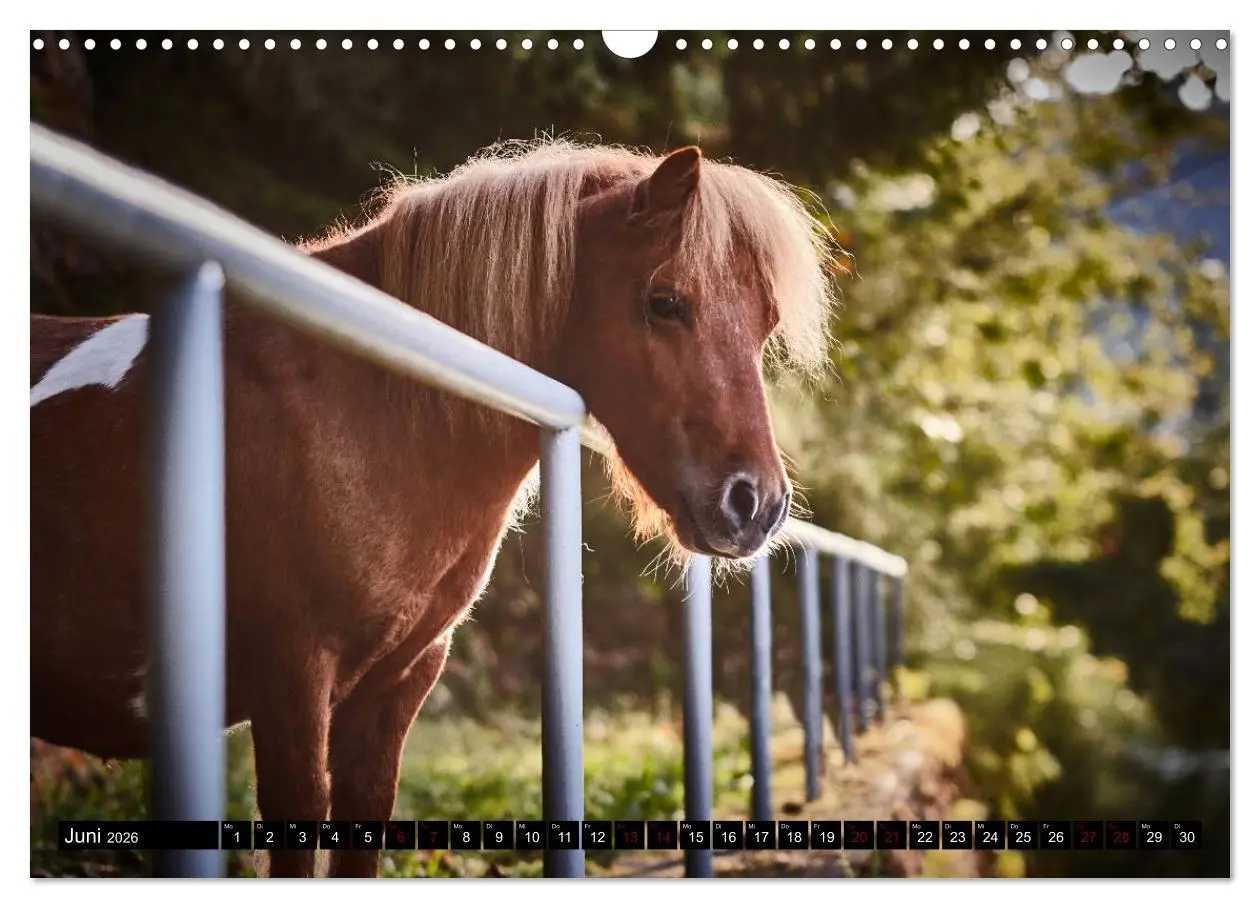 Bild: 9783457924600 | Shetlandpony Kalender (Wandkalender 2026 DIN A3 quer), CALVENDO...